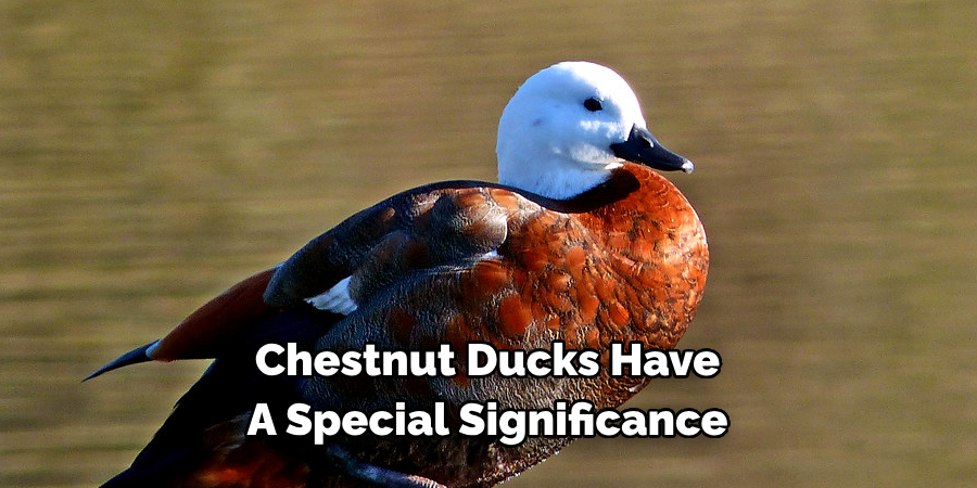 Chestnut Ducks Have 
A Special Significance