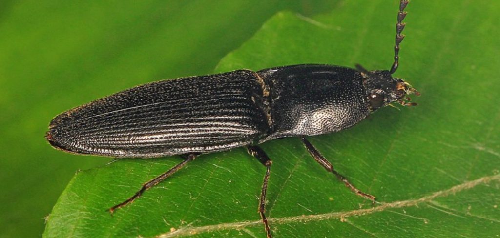 Click Beetle Spiritual Meaning