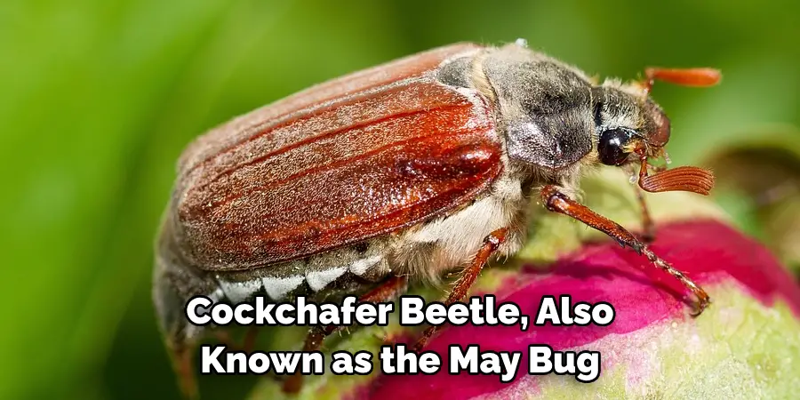 Cockchafer Beetle, Also 
Known as the May Bug