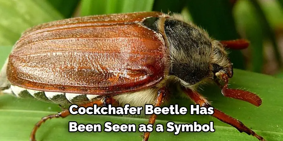 Cockchafer Beetle Has 
Been Seen as a Symbol