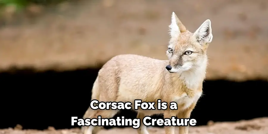 Corsac Fox is a 
Fascinating Creature