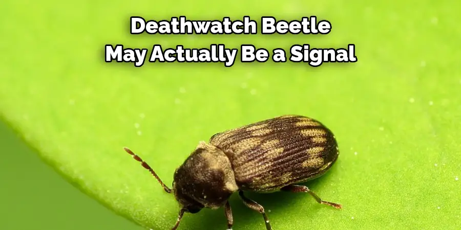 Deathwatch Beetle 
May Actually Be a Signal 