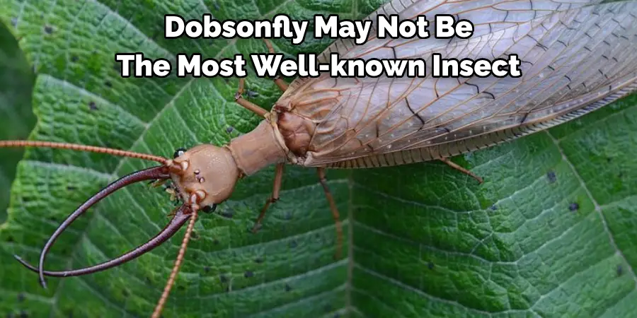 Dobsonfly May Not Be 
The Most Well-known Insect