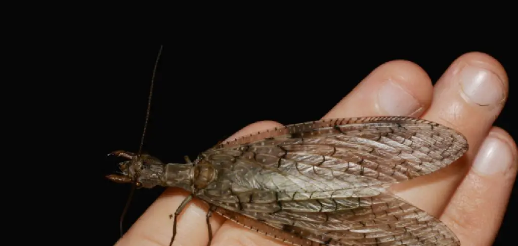 Dobsonfly Spiritual Meaning