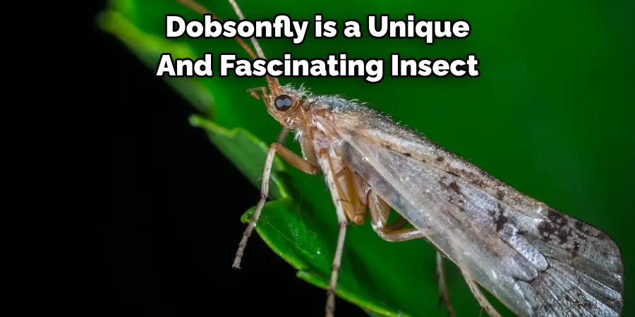 Dobsonfly is a Unique 
And Fascinating Insect
