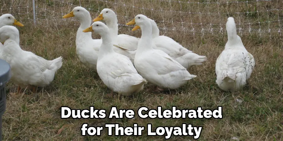 Ducks Are Celebrated for Their Loyalty