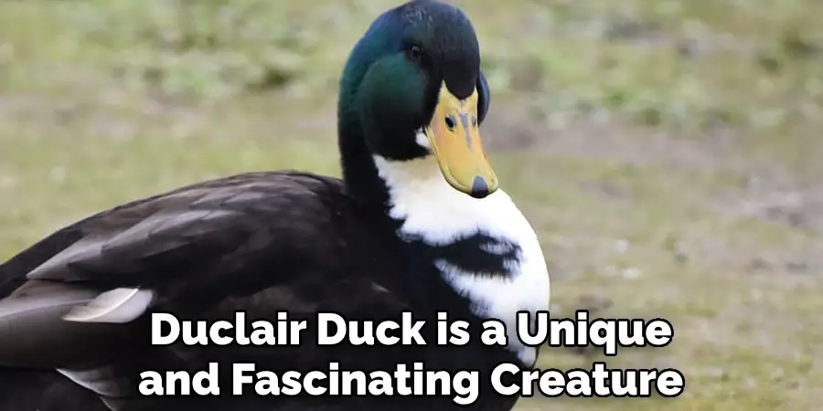 Duclair Duck is a Unique and Fascinating Creature