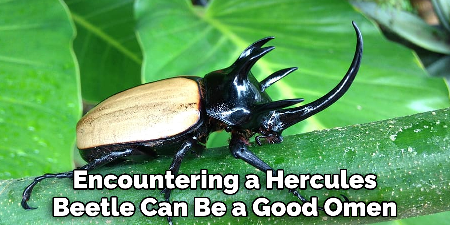 Encountering a Hercules Beetle Can Be a Good Omen