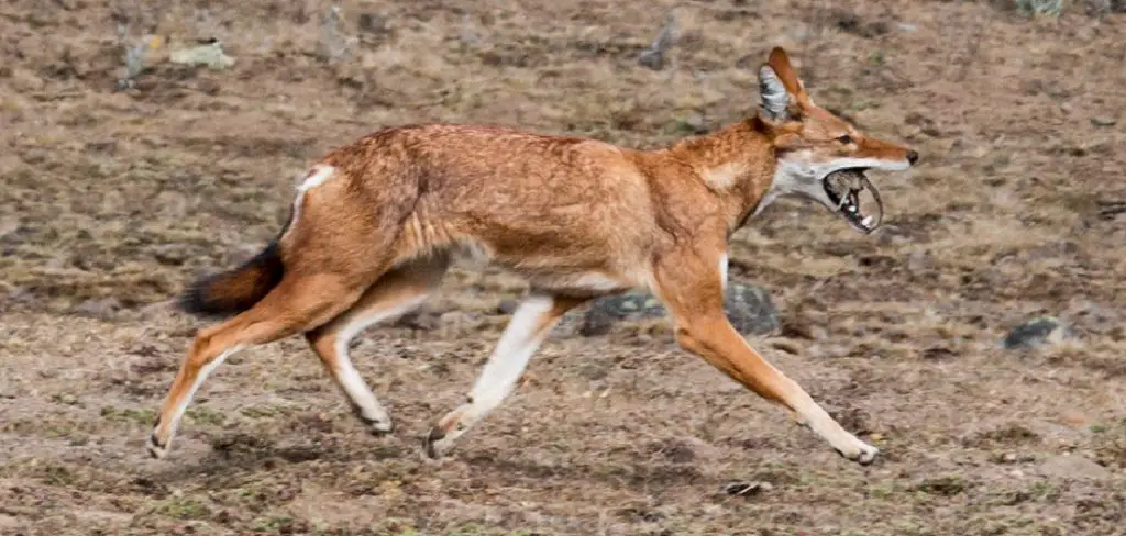 Ethiopian Wolf Spiritual Meaning