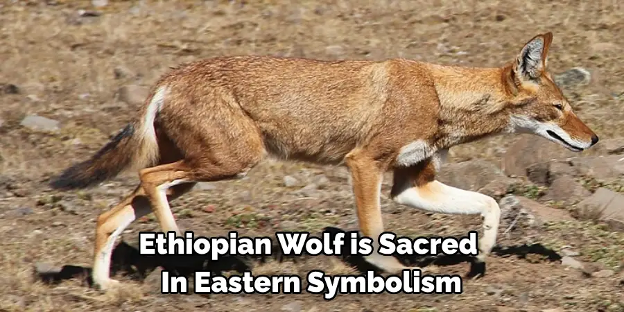 Ethiopian Wolf is Sacred 
In Eastern Symbolism