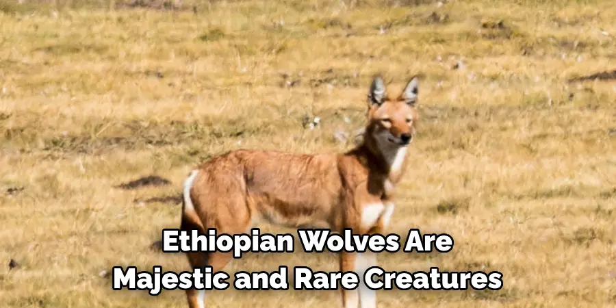 Ethiopian Wolves Are 
Majestic and Rare Creatures