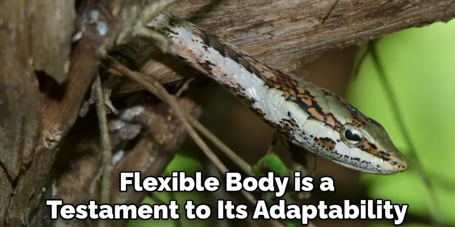 Flexible Body is a Testament to Its Adaptability