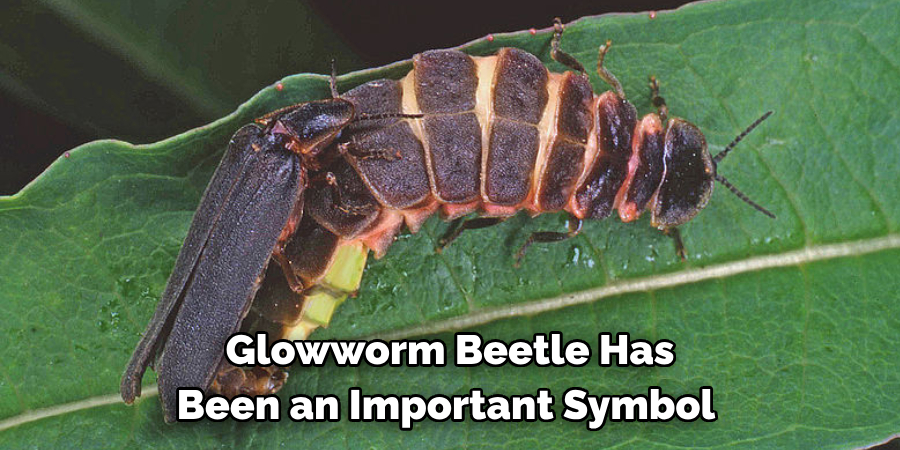 Glowworm Beetle Has 
Been an Important Symbol 