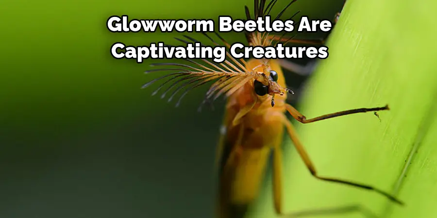Glowworm Beetles Are 
Captivating Creatures