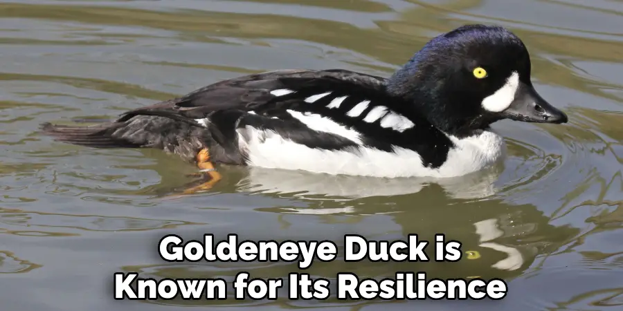 Goldeneye Duck is Known for Its Resilience