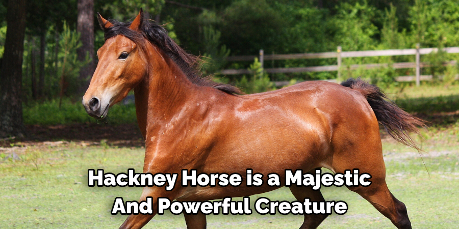 Hackney Horse is a Majestic 
And Powerful Creature