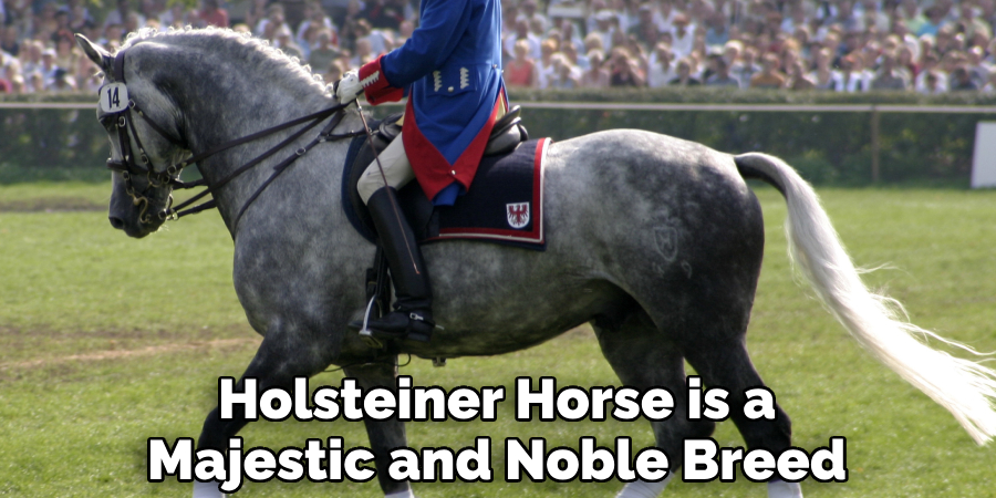 Holsteiner Horse is a Majestic and Noble Breed