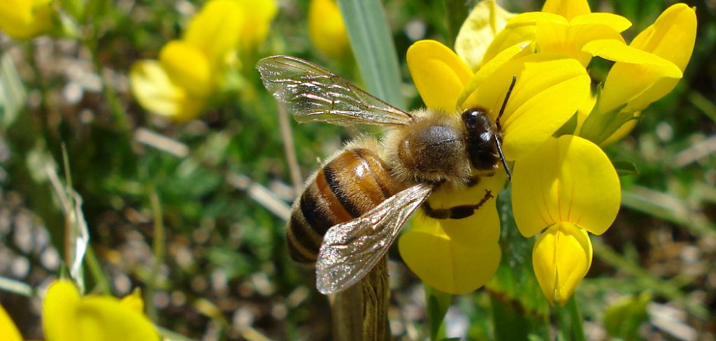 Honeybee Spiritual Meaning