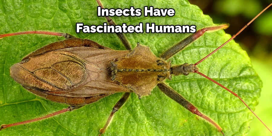 Insects Have Fascinated Humans