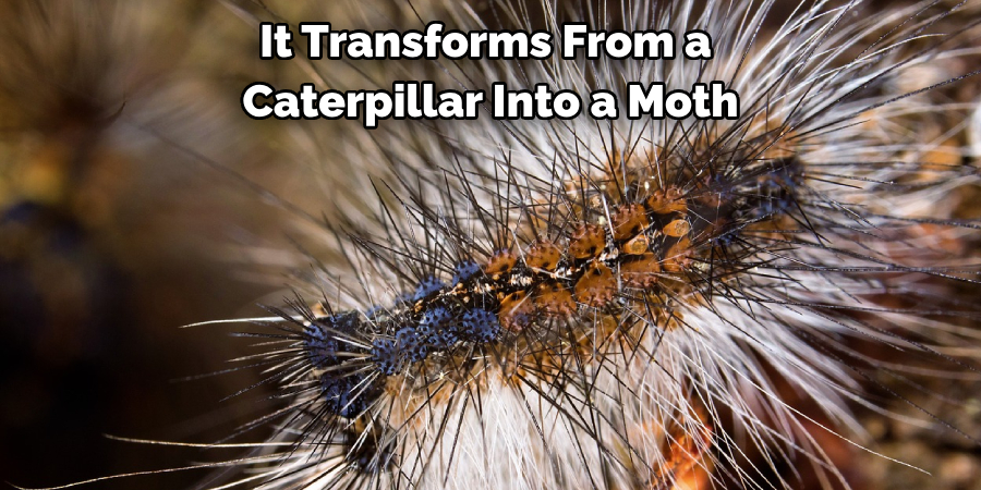 It Transforms From a 
Caterpillar Into a Moth