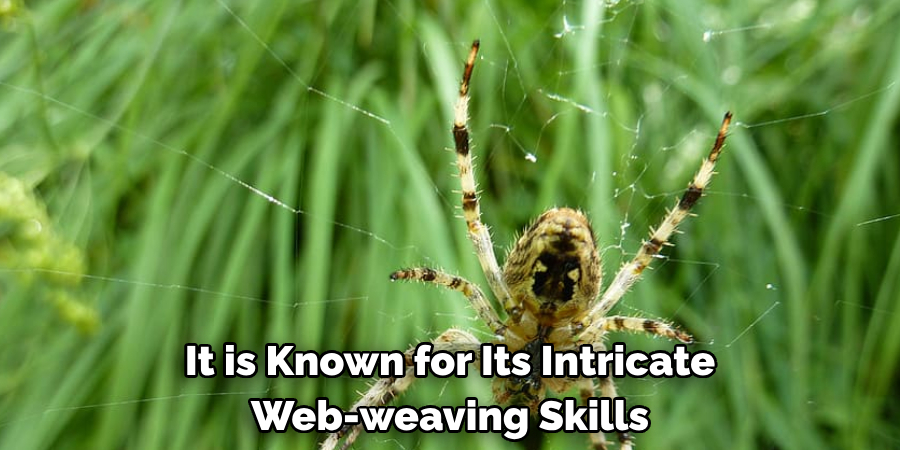 It is Known for Its Intricate 
Web-weaving Skills