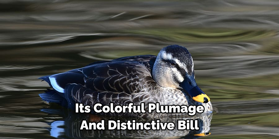 Its Colorful Plumage 
And Distinctive Bill