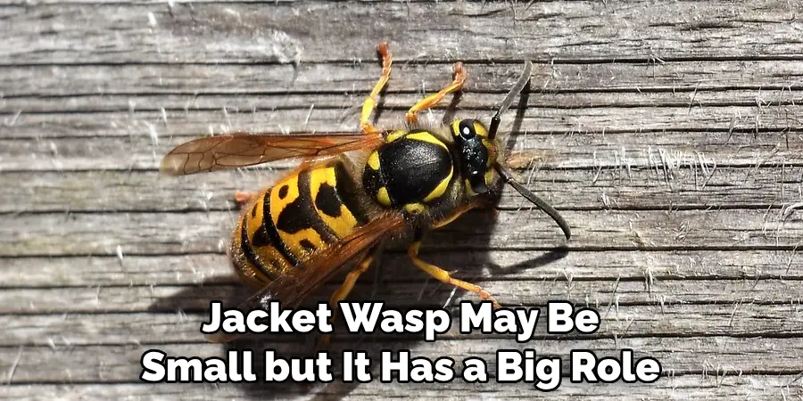Jacket Wasp May Be 
Small but It Has a Big Role