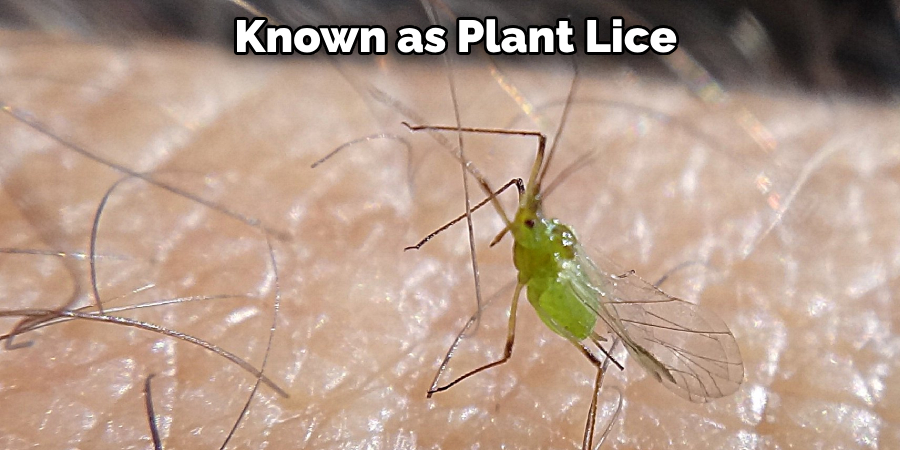  Known as Plant Lice