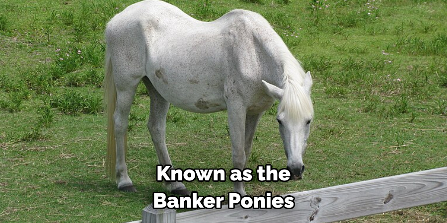 Known as the Banker Ponies