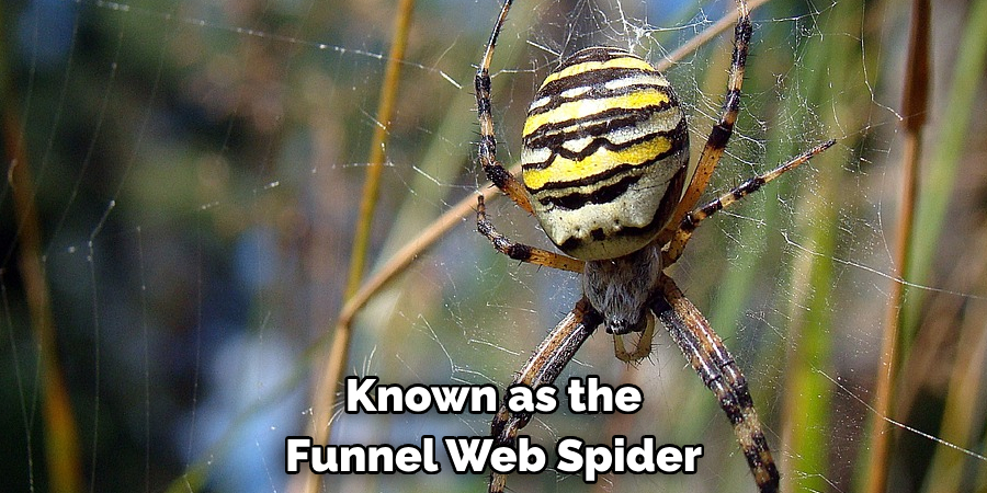 Known as the 
Funnel Web Spider