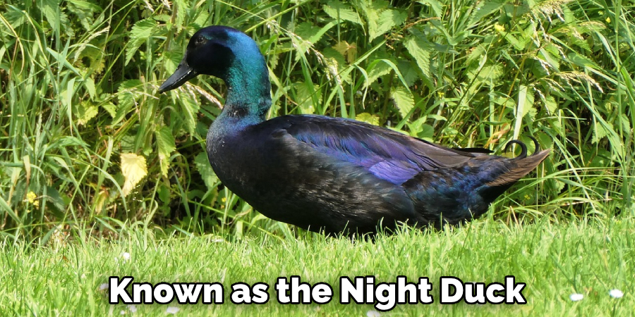 Known as the Night Duck