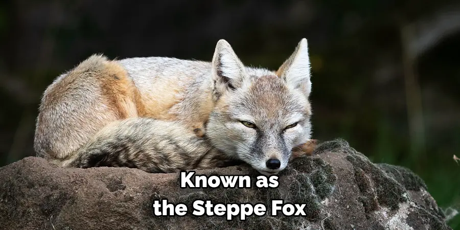 Known as the Steppe Fox