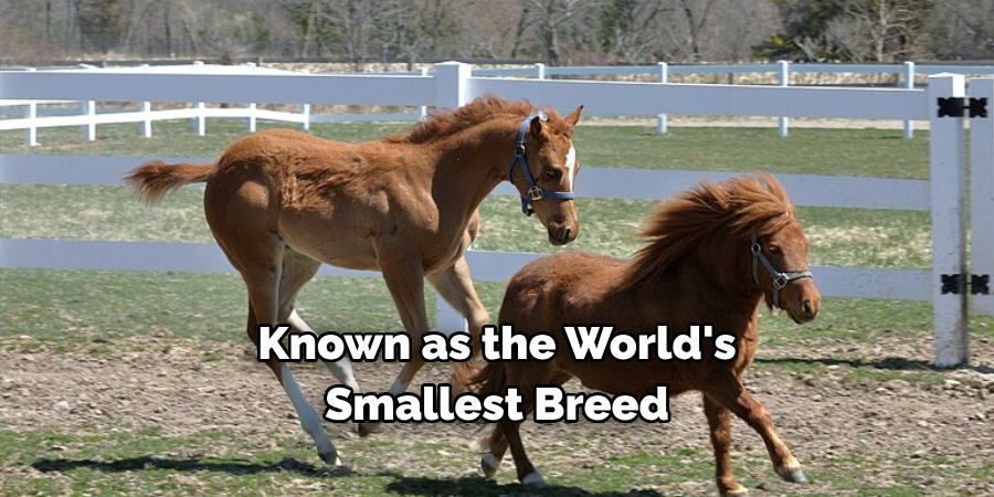 Known as the World's 
Smallest Breed