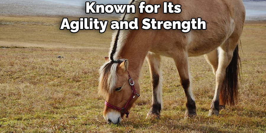 Known for Its Agility and Strength