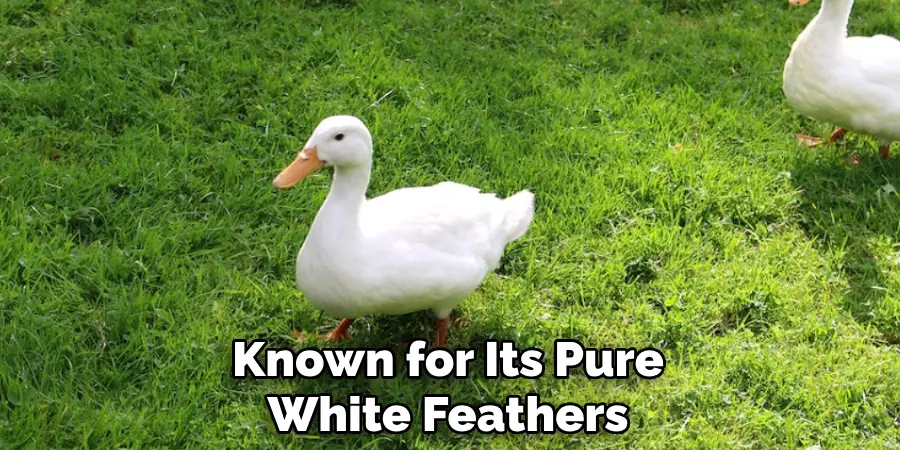 Known for Its Pure White Feathers