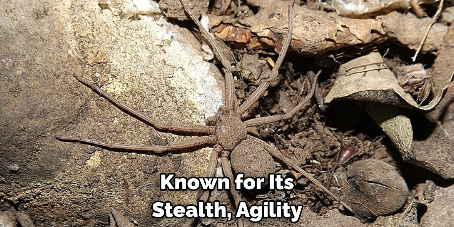Known for Its 
Stealth, Agility