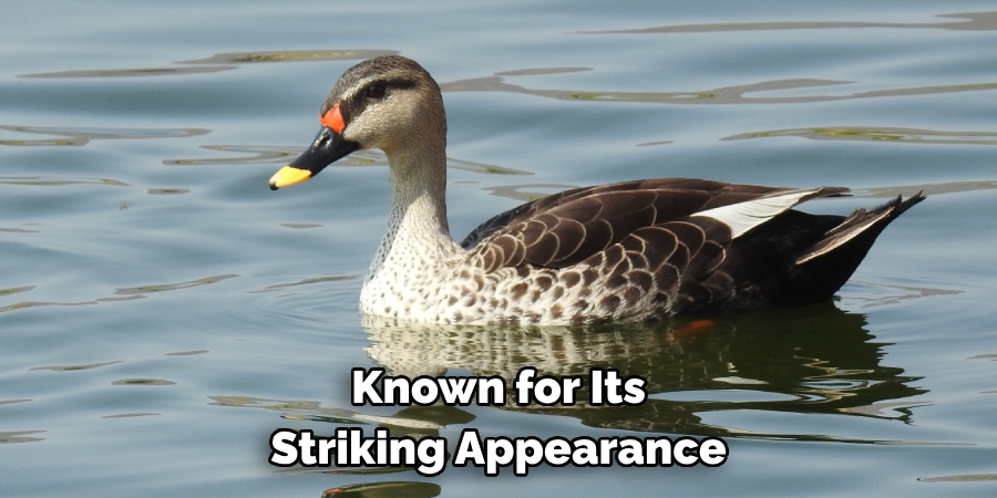 Known for Its Striking Appearance
