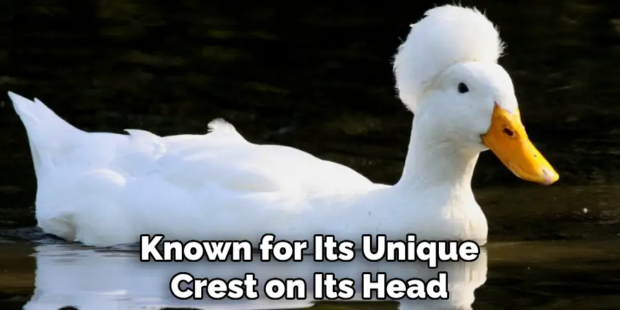 Known for Its Unique Crest on Its Head