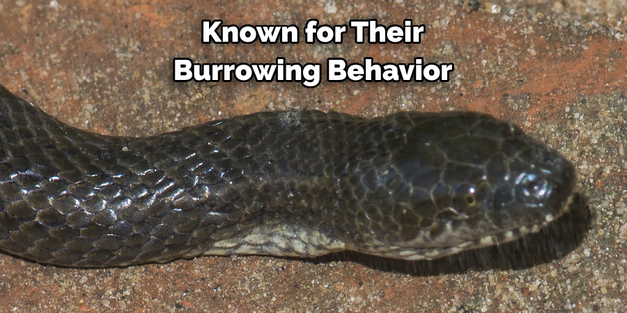 Known for Their Burrowing Behavior