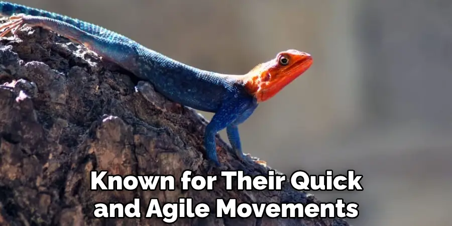Known for Their Quick and Agile Movements