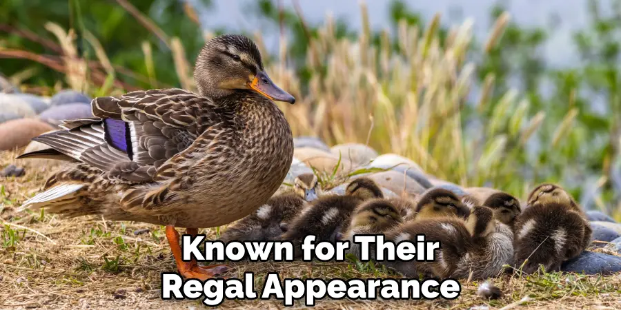 Known for Their
Regal Appearance