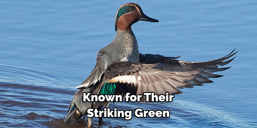 Known for Their
Striking Green 