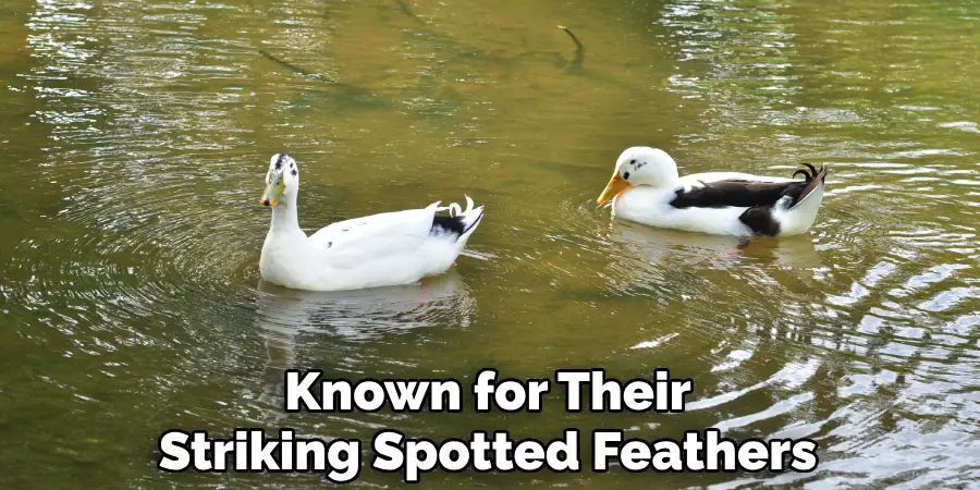 Known for Their Striking Spotted Feathers