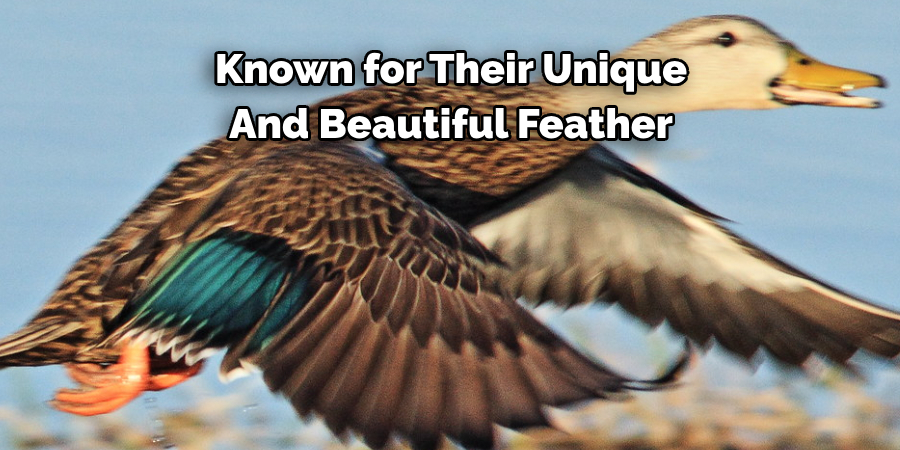Known for Their Unique 
And Beautiful Feather