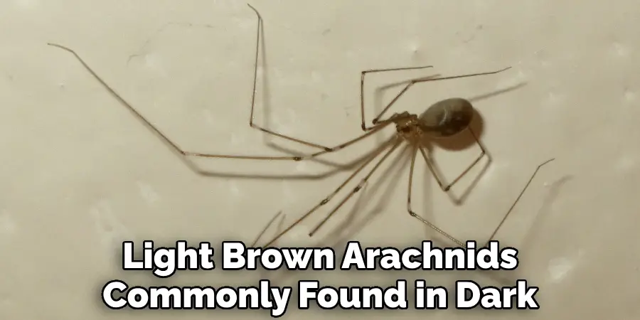 Light Brown Arachnids Commonly Found in Dark