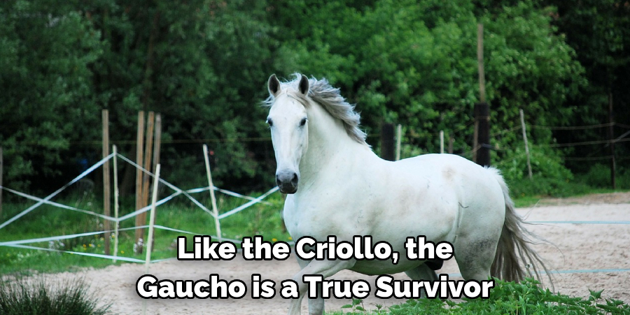 Like the Criollo, the 
Gaucho is a True Survivor