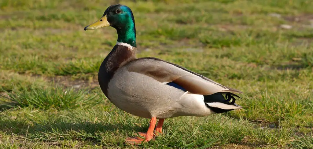 Mallard Spiritual Meaning