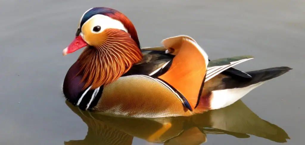 Mandarin Duck Spiritual Meaning