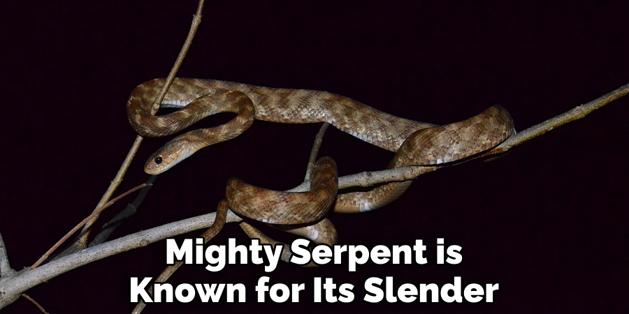 Mighty Serpent is Known for Its Slender