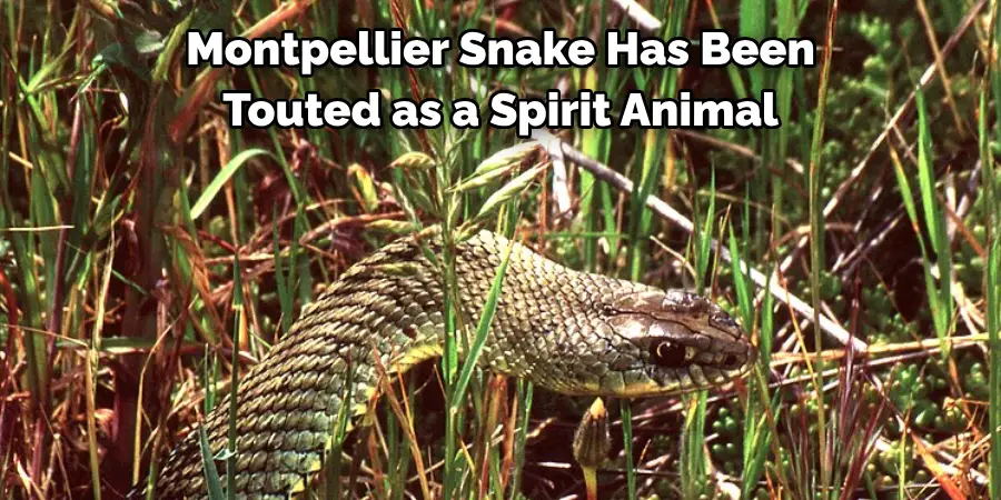 Montpellier Snake Has Been 
Touted as a Spirit Animal